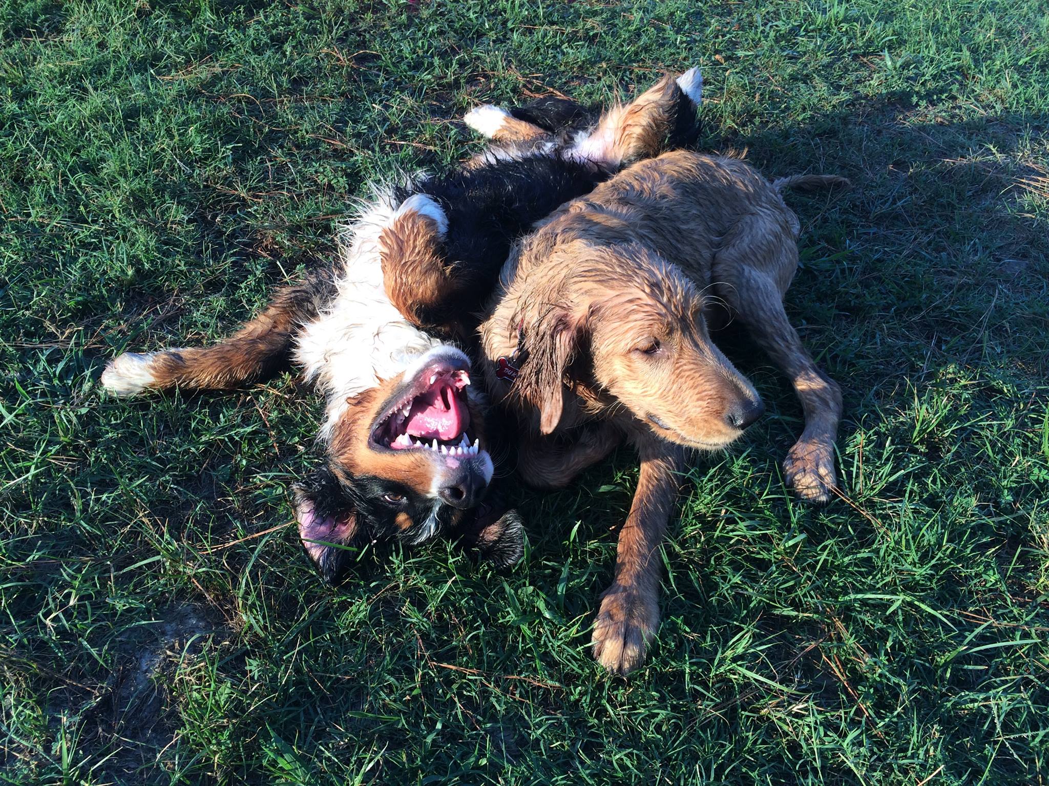 Make it Better Dog Club